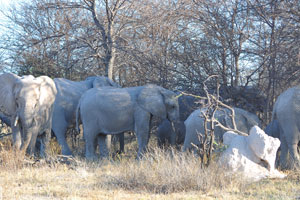 A parade of African elephants is in the forest