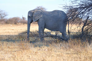 Although tusks are present at birth, the “baby tusks” fall out after a year, and permanent ones replace them