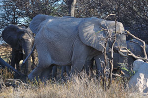 Elephant tusks are utilized in a wide range of activities, they are used for digging, foraging, and fighting