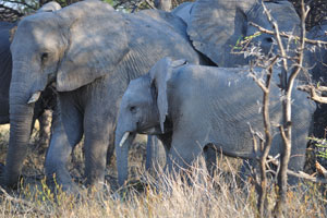 African elephants and their youth