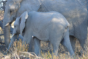 This elephant's calf does not have a tail