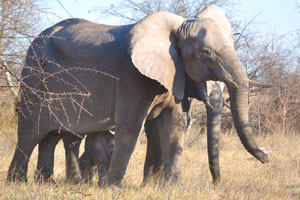 An elephant calf is between the legs of an adult elephant