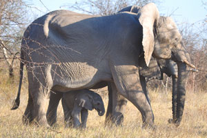 An elephant calf is protected by the legs of an adult elephant