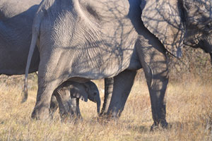 The baby stage lasts from birth until the elephant has been weaned off its mother's milk completely