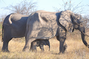 Being weaned for the elephant means that a calf no longer drinks milk from its mother, but is able to live only on solid vegetation