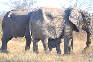 Two mature elephants protect an elephant calf