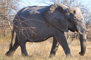 A mature African elephant looks at me while walking near the car