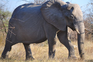 A mature African elephant