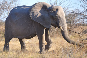 A mature African elephant walks very close to the car