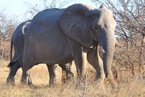 The situation becomes dangerous because of the African elephant which is attentively looking at me