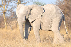 An African elephant is white on the sun
