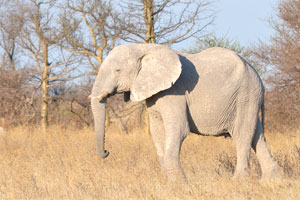 An African elephant is white on the evening sun