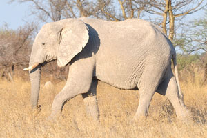 A white African elephant