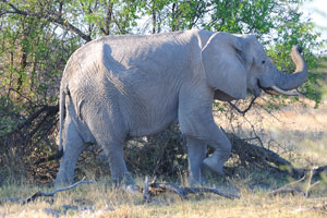 An adolescent African elephant
