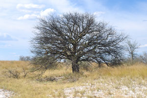 This lonely tree grows near the cluster of Baines Baobabs