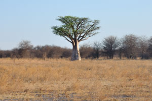 A baobab
