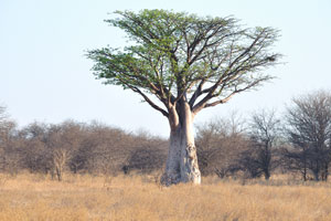 An exotic baobab with a flat top