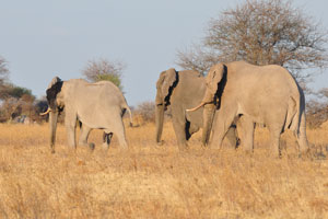 Three African elephants