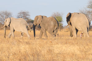 Three African elephants with the penises erected