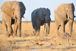 Three huge African elephants walk near the car