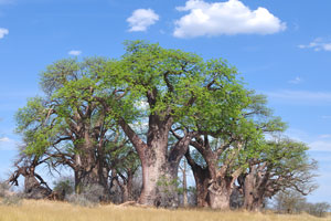 “Baines Baobabs” is a clump of awesome gnarled baobab trees