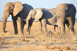 African elephants walk with erect penises
