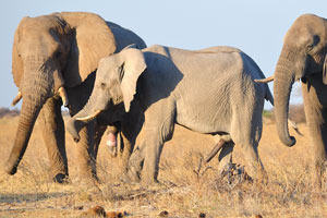 Both African elephants, an adult and an adolescent, walk with erected penises