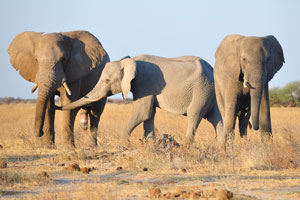 African elephants walk with an erection