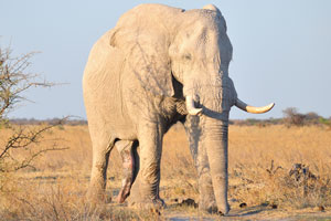 A white African elephant with a huge penis