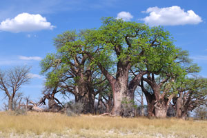 The clump of Baines Baobabs is located on an island overlooking and surrounded by Kudiakam Pan lake