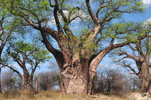 This is one of the biggest baobabs growing in the clump of Baines Baobabs