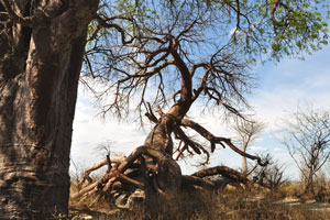 This is the most weird baobab tree in the clump of Baines Baobabs