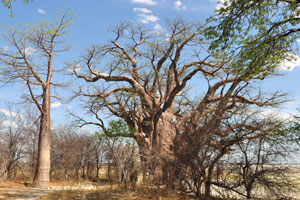 Adansonia digitata is native to the African continent