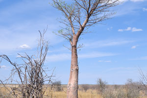 A young baobab tree grows behind the clump of Baines Baobabs