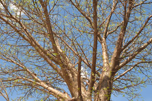 Spring leaves appear on a baobab tree in the clump of Baines Baobabs