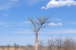 An Adansonia digitata