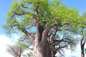 Baines Baobabs were immortalised in paintings by the artist and adventurer Thomas Baines in 1862