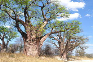 If Thomas Baines was alive today and repaint these baobab trees 140 years later, there would be no noticeable difference