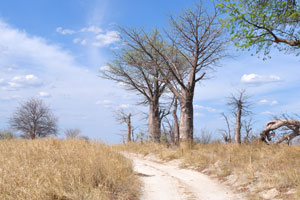 Juvenile baobab trees grow along the country road near the cluster of Baines Baobabs