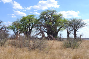The cluster of Baines Baobabs is photographed from the rear side