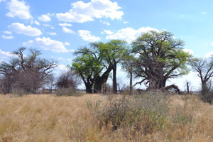 The clump of Baines Baobabs