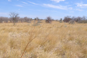 This field with dry grass is located behind the clump of Baines Baobabs