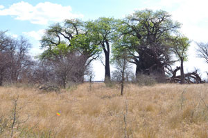 The clump of Baines Baobabs is located at the following geo coordinates: -20.112, 24.769
