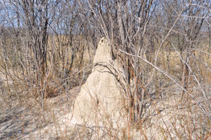 A termite mound is near the clump of Baines Baobabs