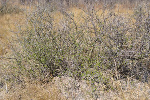 A spiny bush is near the clump of Baines Baobabs