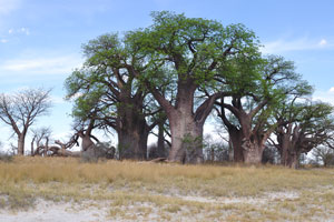 Baines Baobabs tourist attraction