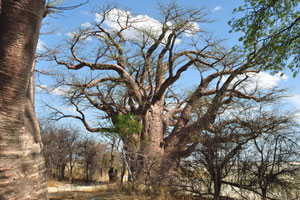 A baobab is on the background of white clouds
