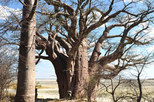 A young baobab and a mature baobab, both from the cluster of Baines Baobabs