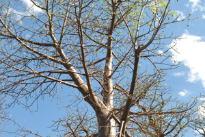 Spring leaves appear on a baobab tree in the cluster of Baines Baobabs
