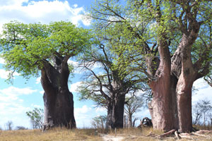 The cluster of Baines Baobabs is impressive